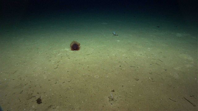 A reddish brown holothurian on the seafloor. Picture