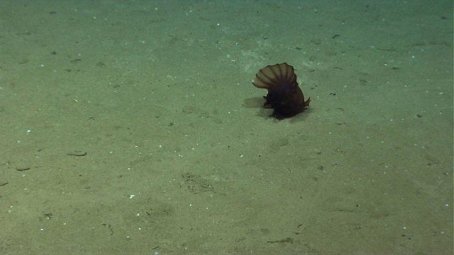 A reddish brown holothurian on the seafloor. Picture