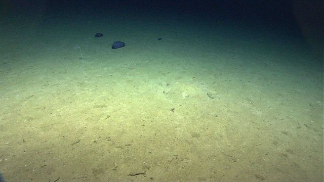 Two compact purplish blue holothurians on the seafloor. Picture