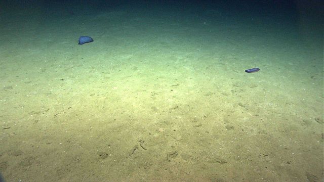 A compact purplish blue holothurian and a small translucent purplish red holothurian. Picture