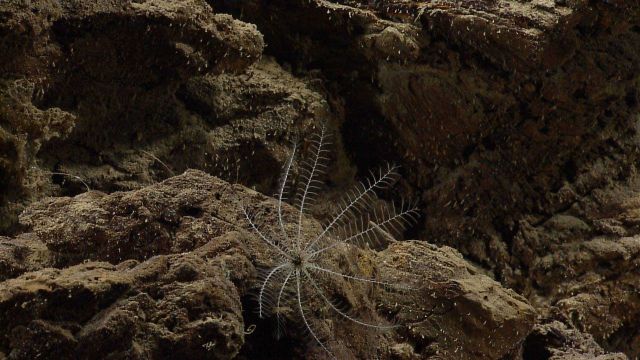 A white crinoid feather star. Picture