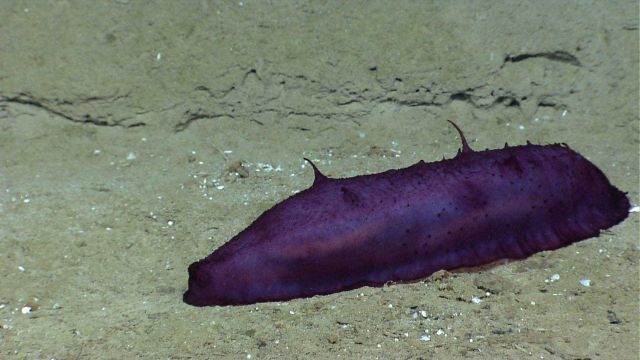 A purple holothurian on the seafloor. Picture