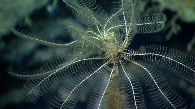 Closeup of a white feather star crinoid. Picture