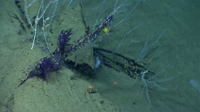 Small purple octocorals growing a dead coral branch amidst small bamboo corals. Picture