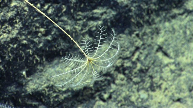 A yellowish white stalked sea lily crinoid Picture