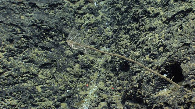 Two white feather star crinoids on the end of a dead coral stalk. Picture