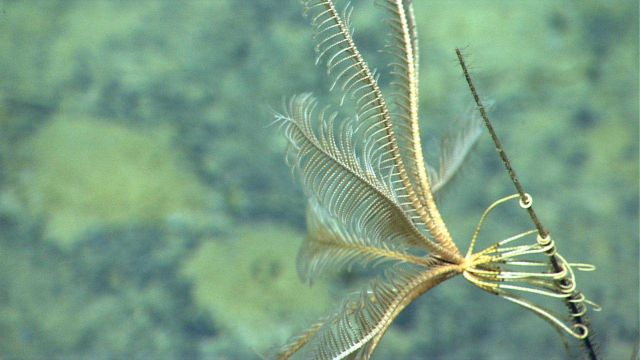 Closeup of a white feather star crinoid Picture