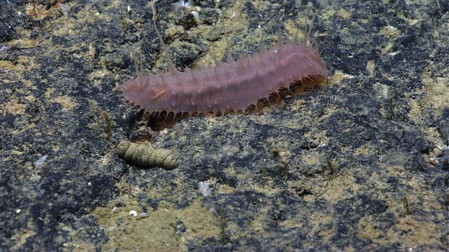 A brown spiky looking holothurian next to a ropy looking bit of excrement. Picture