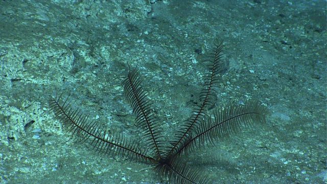 A brown feather star holothurian. Picture