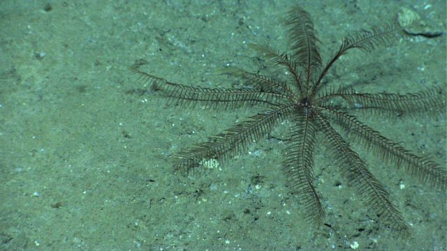A brown feather star holothurian. Picture
