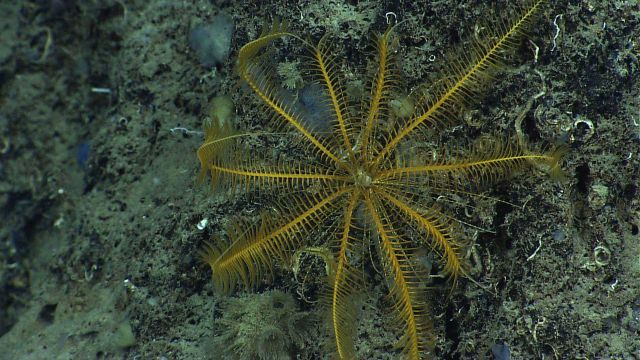 A yellow feather star crinoid on a rock face. Picture