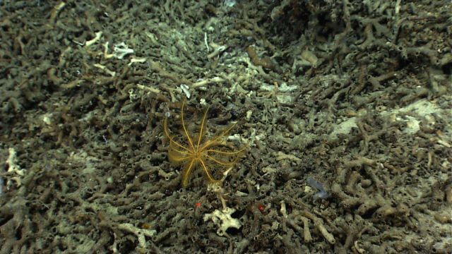 A yellow feather star crinoid on Lophelia pertusa rubble. Picture