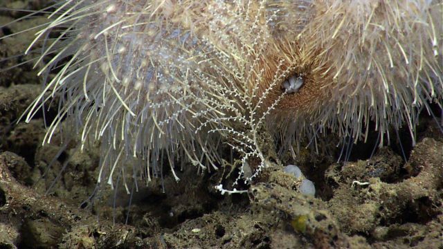 A rare instance of deep-sea predation caught on camera - a sea urchin munches on a Plumarella octocoral. Picture