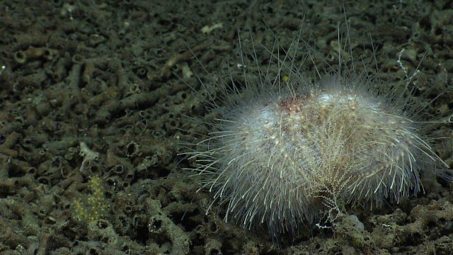 A rare instance of deep-sea predation caught on camera - a sea urchin munches on a Plumarella octocoral. Picture