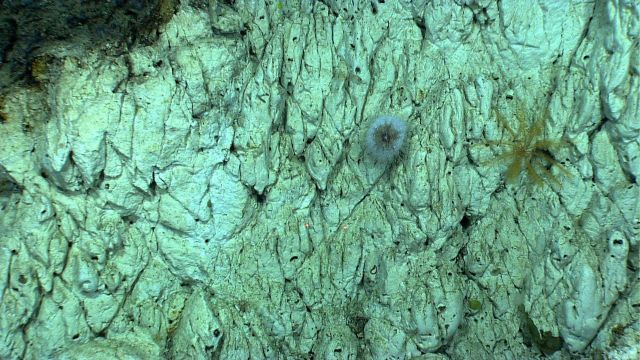 A white sea urchin on a white rock wall next to a yellow feather star crinoid. Picture