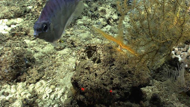 A curious fish inspects Deep Discoverer ROV Picture
