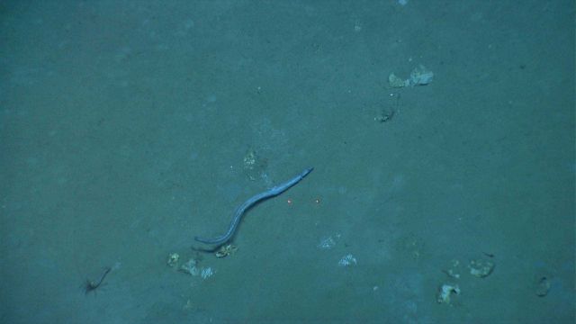 Duckbill eel and large shrimp. Picture