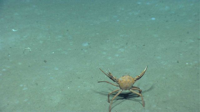 A crab (Chaceon sp.) with chelae extended. Picture