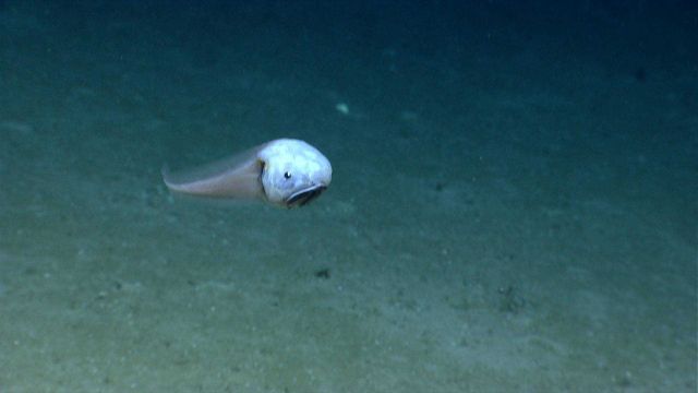 Snailfish (a Liparid) at approximately 2,000 meters water depth. Picture