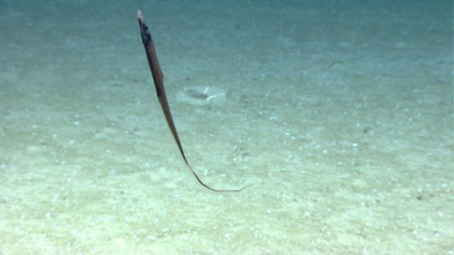 A halosaur Picture