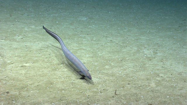 Cusk eel. Picture