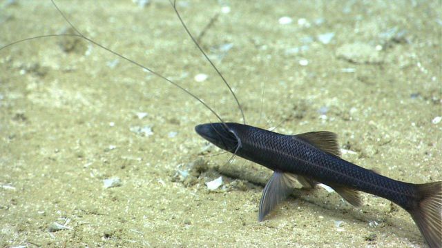 A tripod fish. Picture