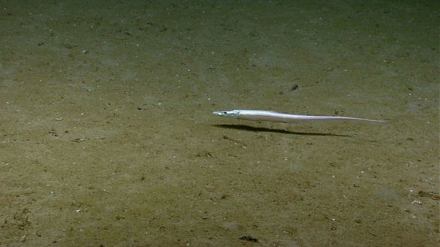 A halosaur. Picture