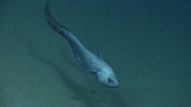 A rattail fish. Picture