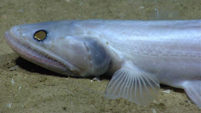 A bathysaurus on the seafloor. Picture