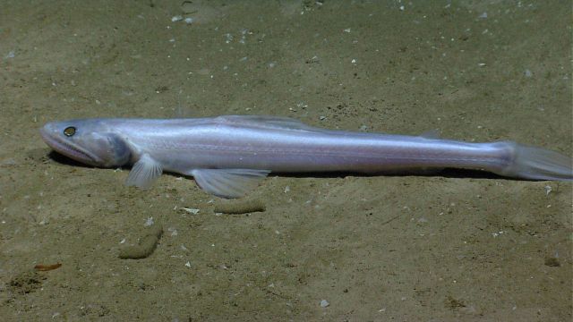 A bathysaurus on the seafloor. Picture