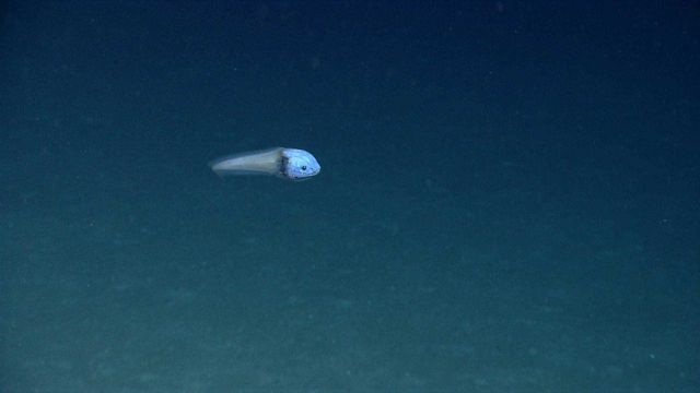 Snail fish Picture