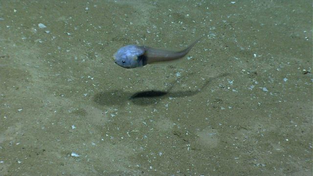 Snail fish Picture