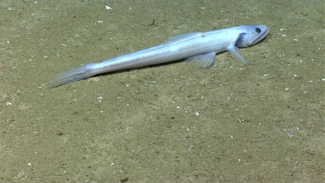 A bathysaurus on the seafloor. Picture