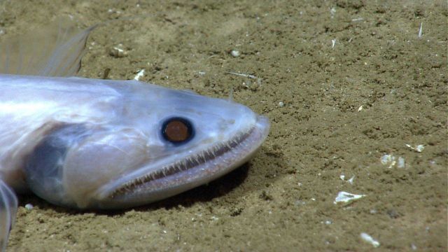 A bathysaurus on the seafloor. Picture