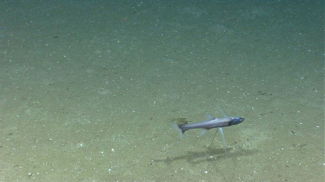 A tripod fish Picture