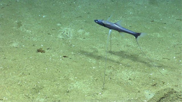 A tripod fish Picture