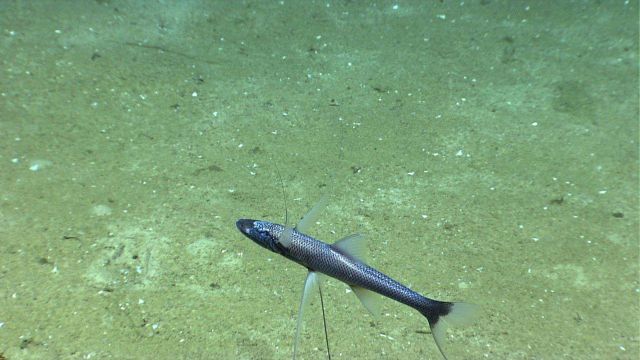 A tripod fish Picture
