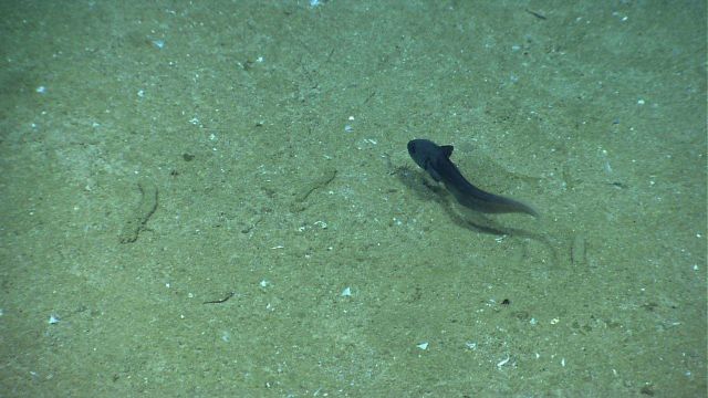 A rattail fish. Picture