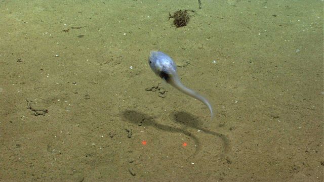 Snail fish Picture