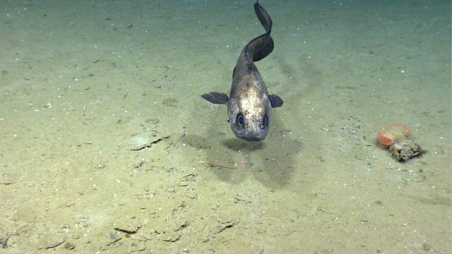 A large rattail challenging Deep Discover (photo 1). Picture