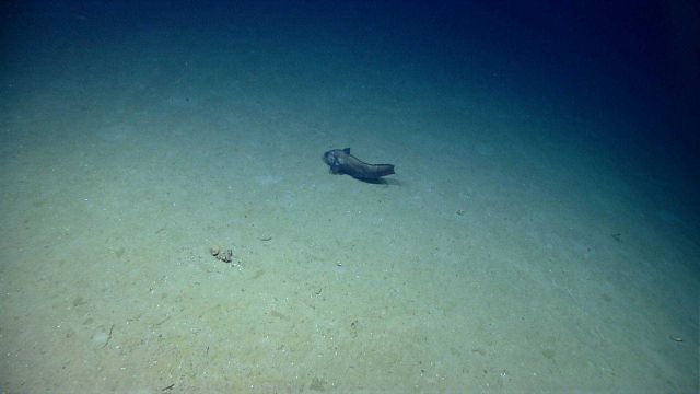 This eel appears to have been attacked and its tail lost. Picture