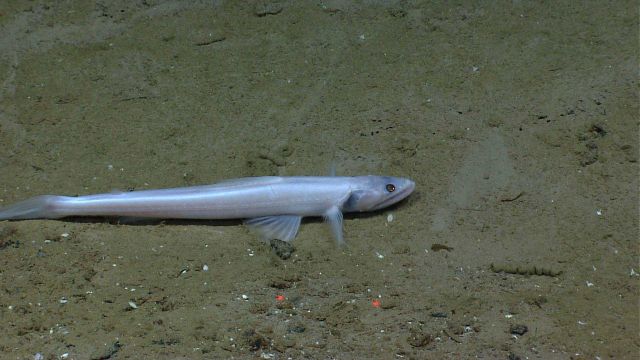A bathysaurus on the seafloor. Picture
