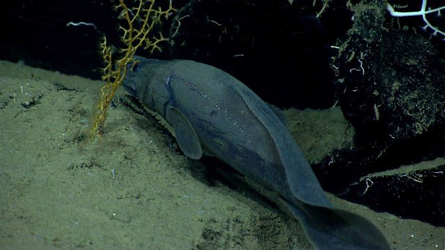 A cusk eel. Picture