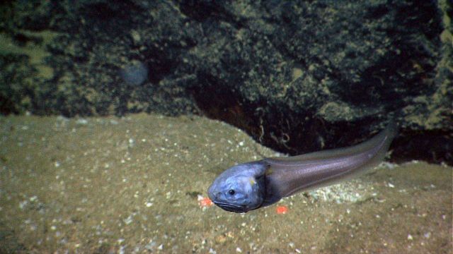 A snailfish. Picture