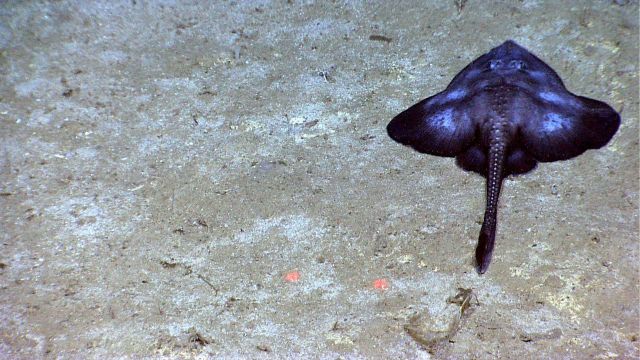The black skate seen in image expn2229. Picture