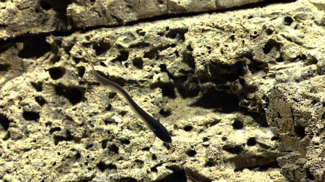 A rattail swimming close to a carbonate rock outcrop. Picture