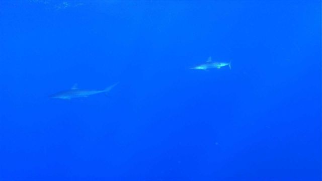 Sharks seen as Deep Discoverer nears the surface Picture
