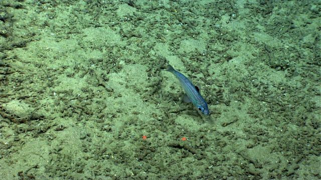 Greeneye (Chloropthalmus agassizi) Picture