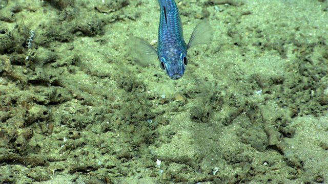 Greeneye (Chloropthalmus agassizi) Picture