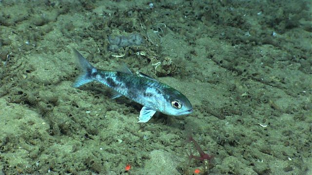 Greeneye (Chloropthalmus agassizi) Picture